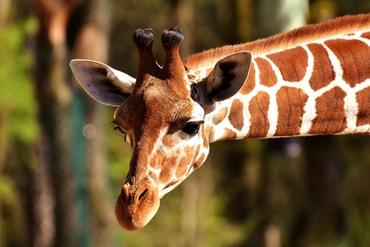 Ausflugstipp Zoo Schwebebahnbistro